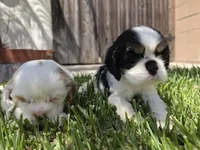 Cocker Spaniel Puppy, a male Cocker Spaniel for sale in Pasadena, CA – Photo 5 of 6