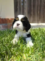 Cocker Spaniel Puppy, a male Cocker Spaniel for sale in Pasadena, CA – Photo 4 of 6