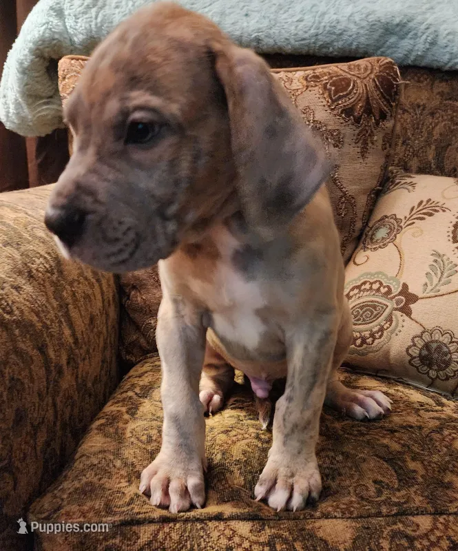No name, you get to do that  – Great Dane puppy for sale in Akron, OH