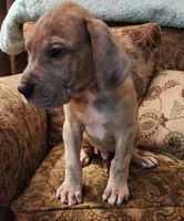 No name, you get to do that , a male Great Dane for sale in Akron, OH – Photo 1 of 3