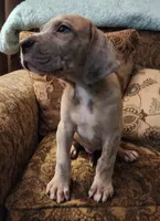 No name, you get to do that , a male Great Dane for sale in Akron, OH – Photo 2 of 3