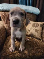 No name, you get to do that , a male Great Dane for sale in Akron, OH – Photo 3 of 3
