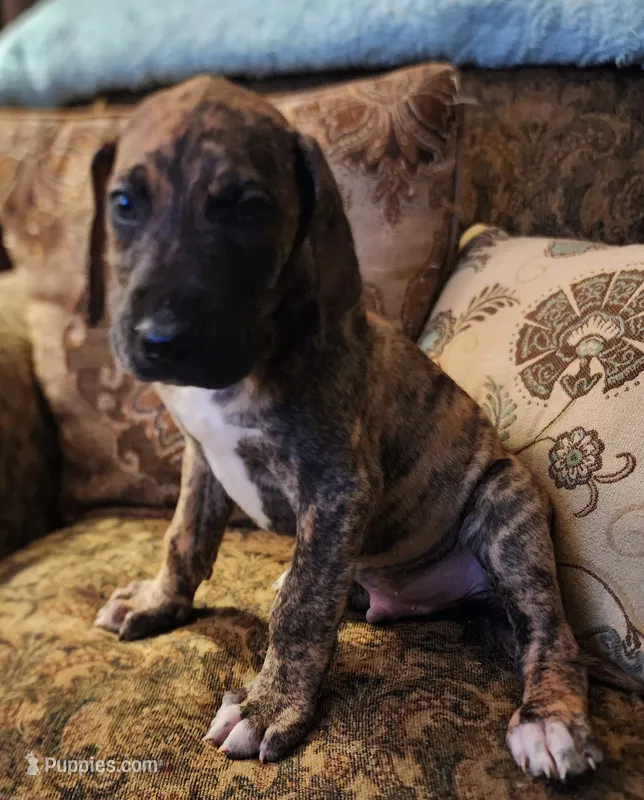 No name, you get to do that  – Great Dane puppy for sale in Akron, OH