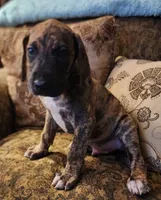 No name, you get to do that , a male Great Dane for sale in Akron, OH – 1 of 4
