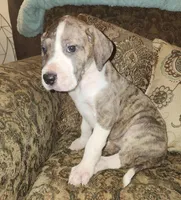 No name, you get to do that , a female Great Dane for sale in Akron, OH – Photo 3 of 3