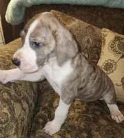 No name, you get to do that , a female Great Dane for sale in Akron, OH – Photo 2 of 3
