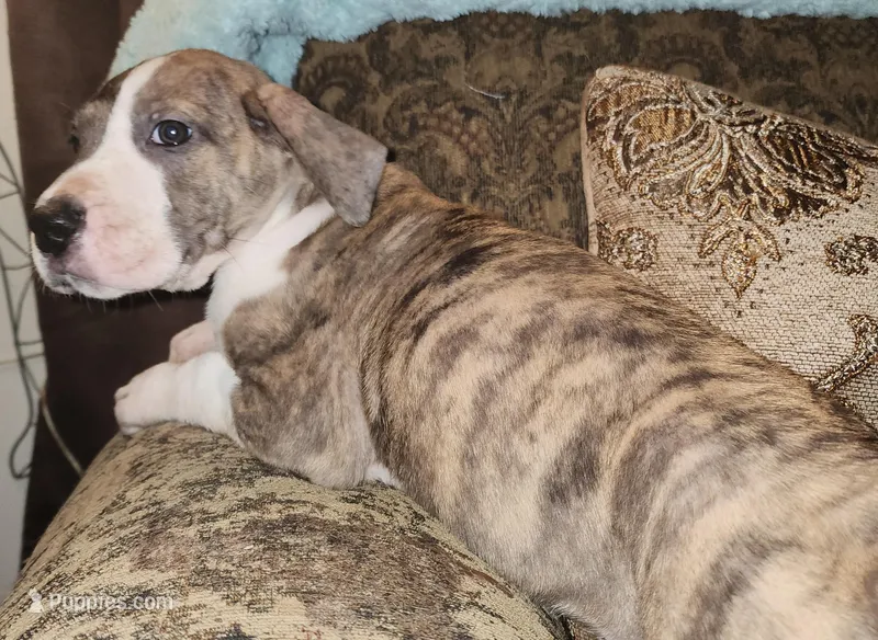 No name, you get to do that  – Great Dane puppy for sale in Akron, OH