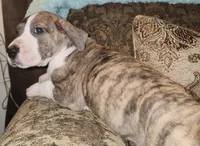 No name, you get to do that , a female Great Dane for sale in Akron, OH – Photo 1 of 3