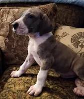No name, you get to do that , a male Great Dane for sale in Akron, OH – Photo 1 of 3