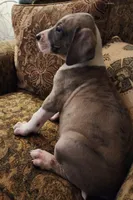 No name, you get to do that , a male Great Dane for sale in Akron, OH – Photo 2 of 3