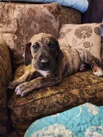 No name, you get to do that , a male Great Dane for sale in Akron, OH – 4 of 4