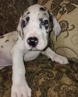 No name, you get to do that , a female Great Dane for sale in Akron, OH – Photo 2 of 5