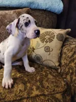 No name, you get to do that , a female Great Dane for sale in Akron, OH – Photo 4 of 5