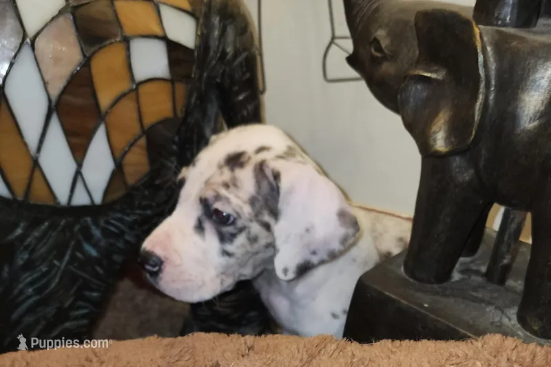 No name, you get to do that  – Great Dane puppy for sale in Akron, OH