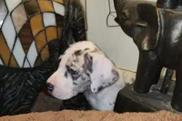 No name, you get to do that , a female Great Dane for sale in Akron, OH – Photo 1 of 5