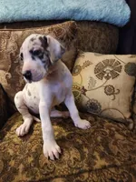 No name, you get to do that , a female Great Dane for sale in Akron, OH – Photo 5 of 5