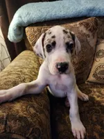 No name, you get to do that , a female Great Dane for sale in Akron, OH – Photo 3 of 5