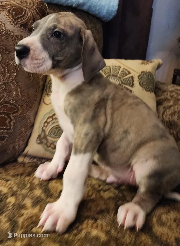 No name, you get to do that  – Great Dane puppy for sale in Akron, OH