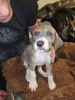 No name, you get to do that , a male Great Dane for sale in Akron, OH – Photo 3 of 3