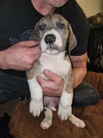 No name, you get to do that , a male Great Dane for sale in Akron, OH – Photo 2 of 3