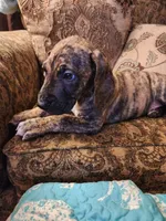 No name, you get to do that , a male Great Dane for sale in Akron, OH – 3 of 4