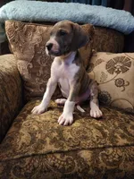 No name, you get to do that , a male Great Dane for sale in Akron, OH – Photo 3 of 3