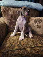 No name, you get to do that , a male Great Dane for sale in Akron, OH – Photo 1 of 3