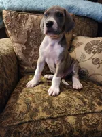 No name, you get to do that , a male Great Dane for sale in Akron, OH – Photo 2 of 3