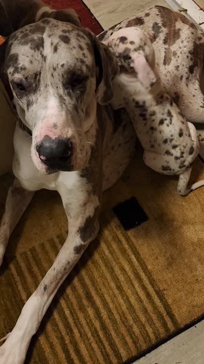 No name, you get to do that , a female Great Dane for sale in Akron, OH – 6 of 6