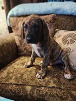 No name, you get to do that , a male Great Dane for sale in Akron, OH – 2 of 4