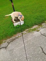 Buddy , a male Golden Retriever for sale in Lehigh Acres, FL – 2 of 3
