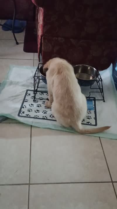 Buddy , a male Golden Retriever for sale in Lehigh Acres, FL – 3 of 3