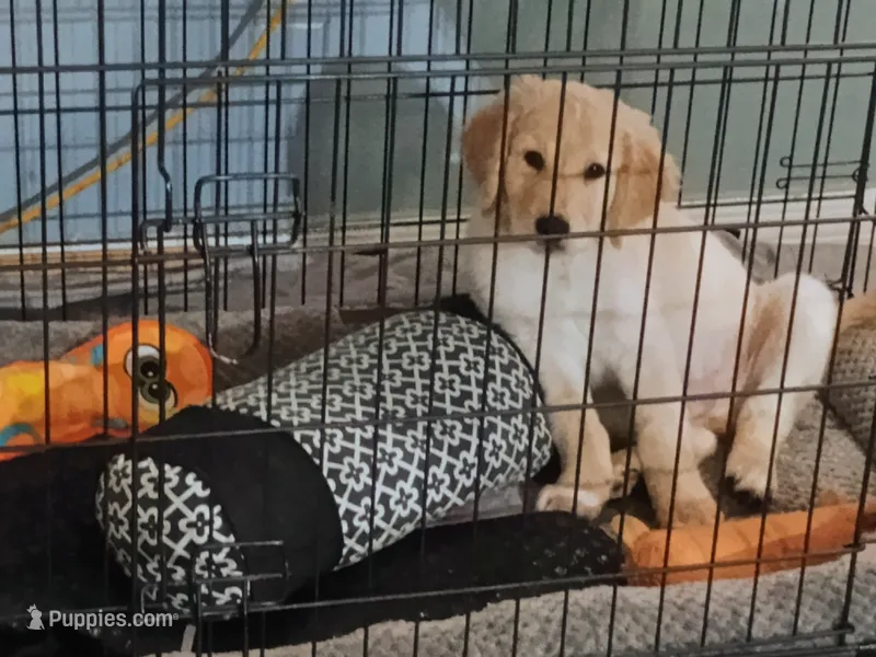 Buddy  – Golden Retriever puppy for sale in Lehigh Acres, FL