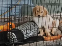 Buddy , a male Golden Retriever for sale in Lehigh Acres, FL – 1 of 3