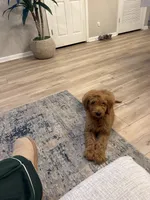 Oakley , a male Goldendoodle for sale in Jacksonville Beach, FL – 2 of 4