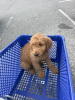 Oakley , a male Goldendoodle for sale in Jacksonville Beach, FL – 3 of 4