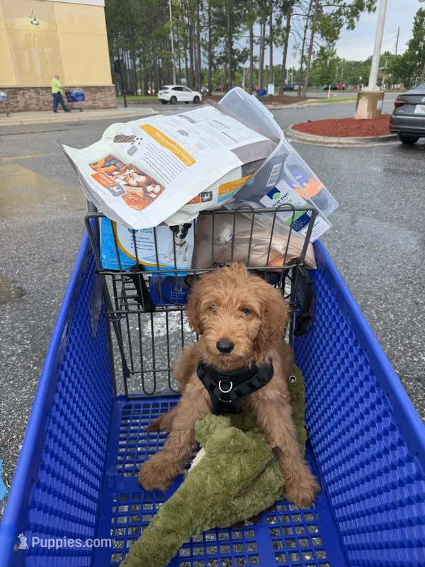 Oakley  – Goldendoodle puppy for sale in Jacksonville Beach, FL