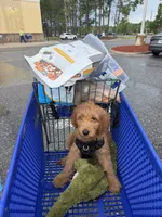 Oakley , a male Goldendoodle for sale in Jacksonville Beach, FL – 1 of 4