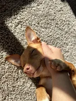 Skip, a female Chihuahua for sale in Lewisville, TX – Photo 5 of 10