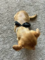 Skip, a female Chihuahua for sale in Lewisville, TX – Photo 6 of 10