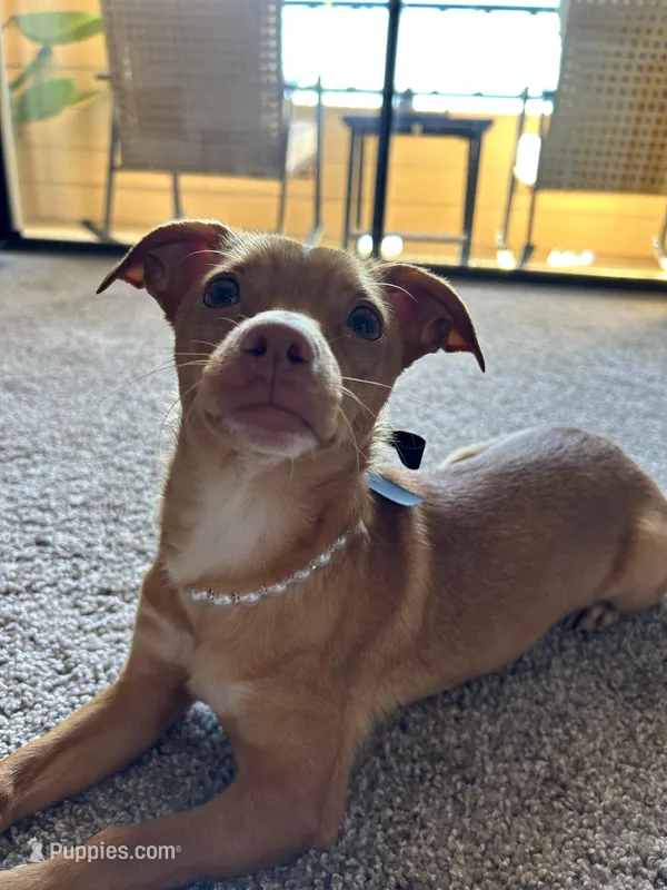 Skip – Chihuahua puppy for sale in Lewisville, TX