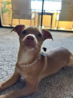 Skip, a female Chihuahua for sale in Lewisville, TX – Photo 1 of 10