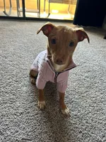 Skip, a female Chihuahua for sale in Lewisville, TX – Photo 4 of 10