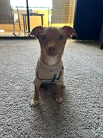 Skip, a female Chihuahua for sale in Lewisville, TX – Photo 3 of 10