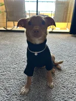 Skip, a female Chihuahua for sale in Lewisville, TX – Photo 2 of 10