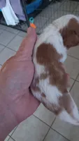 Rusty , a male Cavalier King Charles Spaniel for sale in Colorado Springs, CO – 2 of 2