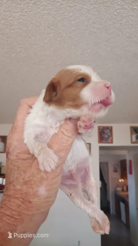 Rusty  – Cavalier King Charles Spaniel puppy for sale in Colorado Springs, CO