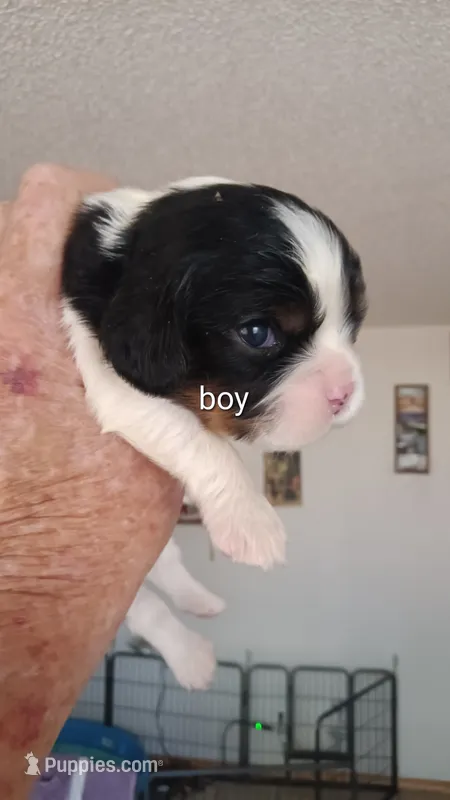 Dexter – Cavalier King Charles Spaniel puppy for sale in Colorado Springs, CO