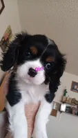 Emily , a female Cavalier King Charles Spaniel for sale in Colorado Springs, CO – 4 of 4