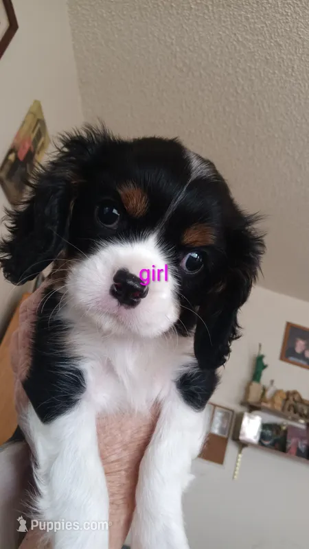 Emily  – Cavalier King Charles Spaniel puppy for sale in Colorado Springs, CO